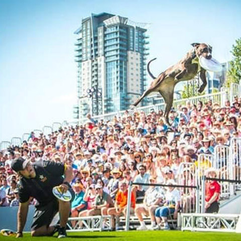 canine stars stunt dog shows