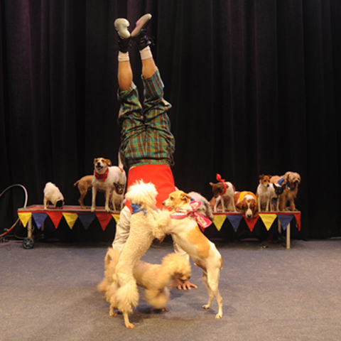 Johnny Peers and the Mutville Comix Circus Dog Show